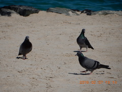 Columba livia domestica