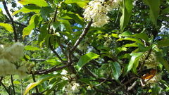 Elaeocarpus serratus