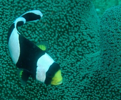 Amphiprion polymnus