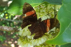 Adelpha lycorias lycorias