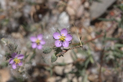 Spergularia bocconei