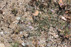 Spergularia bocconei