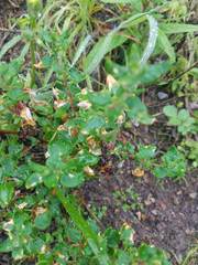 Eriogonum parvifolium