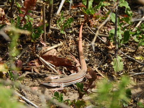 Longtail Whiptail