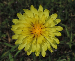 Pyrrhopappus carolinianus