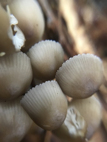 Mycena inclinata (Photo 2 of 4)
