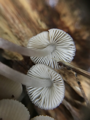 Mycena inclinata (Photo 3 of 4)
