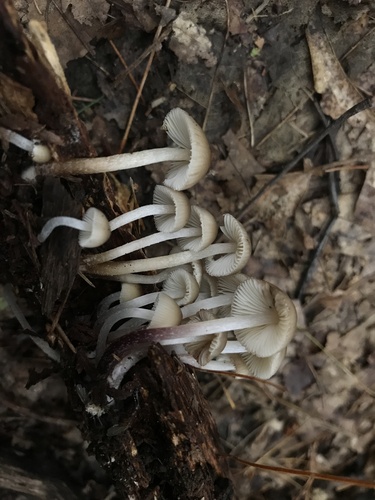 Mycena inclinata (Photo 4 of 4)