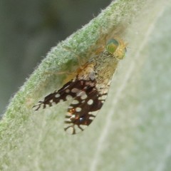 Euaresta bellula