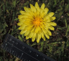 Pyrrhopappus carolinianus