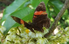 Adelpha lycorias lycorias