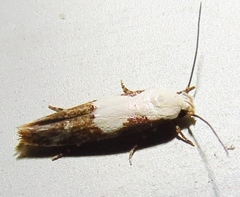 Mompha circumscriptella