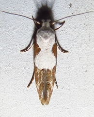 Mompha circumscriptella