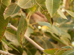 Ficus religiosa