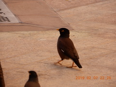 Acridotheres tristis