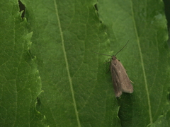 Acompsia cinerella