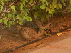 Ortygornis pondicerianus