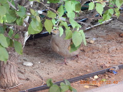 Ortygornis pondicerianus