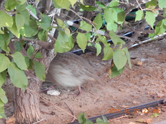 Ortygornis pondicerianus