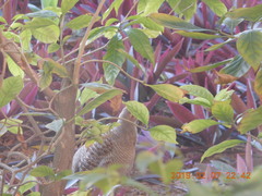 Ortygornis pondicerianus