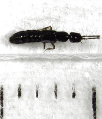 Leptacinus pusillus
