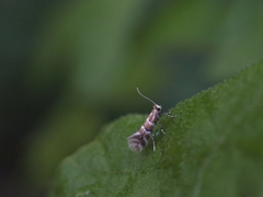 Phyllonorycter emberizaepenella