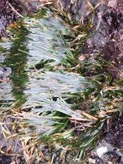 Phyllospadix scouleri