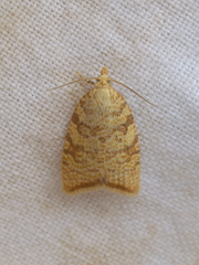 Aleimma loeflingiana