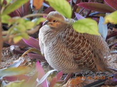 Ortygornis pondicerianus
