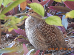 Ortygornis pondicerianus