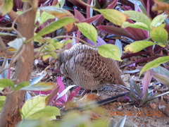 Ortygornis pondicerianus