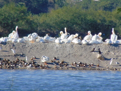 Pelecanus erythrorhynchos
