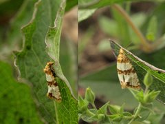 Prochlidonia amiantana
