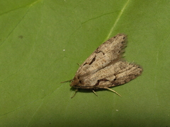 Semioscopis steinkellneriana
