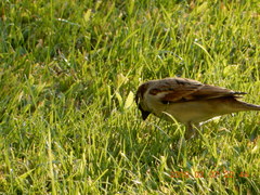 Passer domesticus