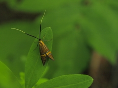 Nemophora