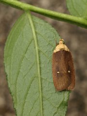 Agonopterix furvella