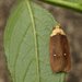 Agonopterix furvella - Photo (c) Philip Sansum, some rights reserved (CC BY-NC), uploaded by Philip Sansum