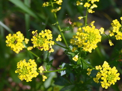 Cauchas rufimitrella