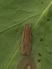 Helcystogramma triannulella