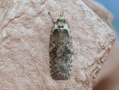 Agonopterix heracliana