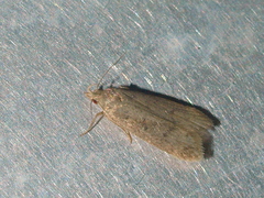 Helcystogramma lutatella