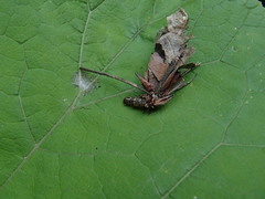 Canephora hirsuta