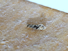 Nemapogon granella
