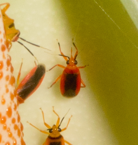 Neella floridula