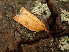 Acleris rhombana