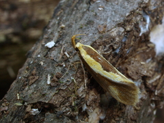 Harpella forficella