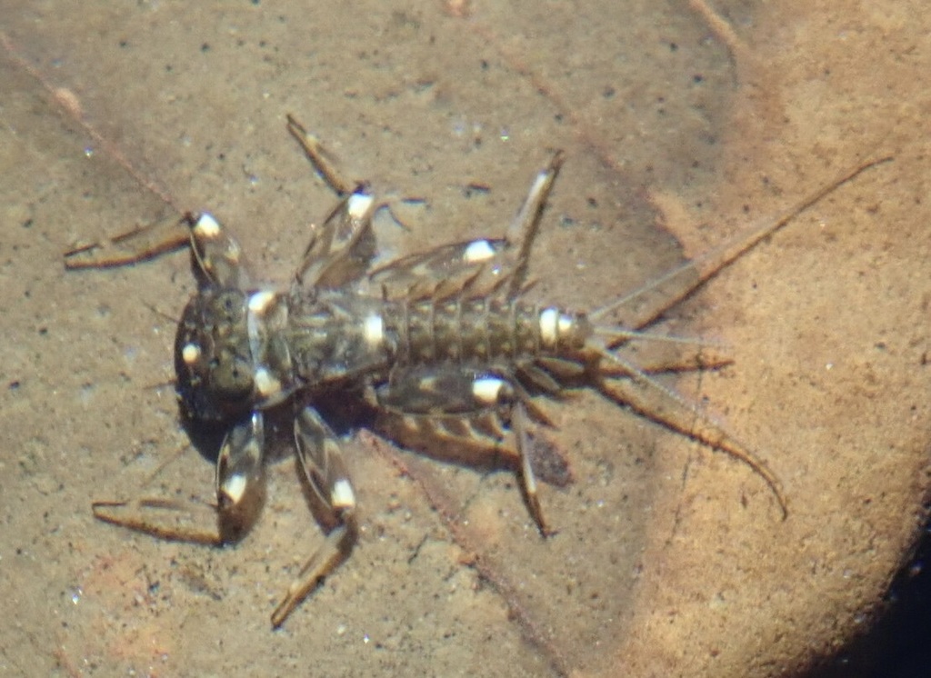 Heptagenia elegantula