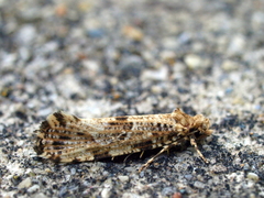 Morophaga choragella