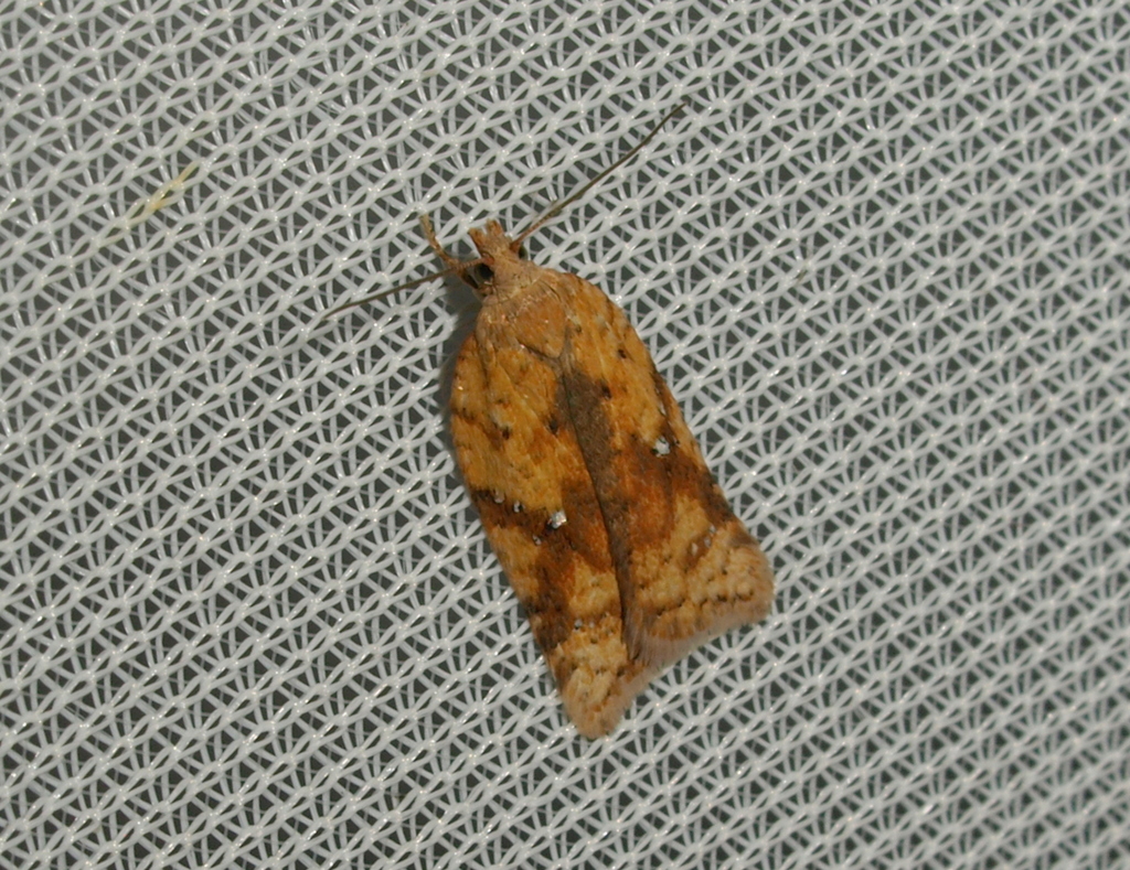 Rusty Oak Button
